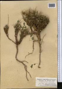 Semenovia pimpinellioides (Nevski) Manden., Middle Asia, Pamir & Pamiro-Alai (M2) (Turkmenistan)