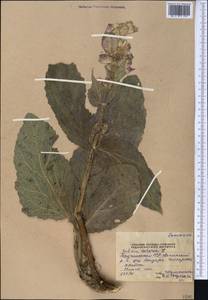 Salvia sclarea L., Middle Asia, Pamir & Pamiro-Alai (M2) (Tajikistan)