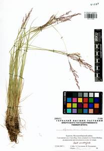 Agrostis vinealis Schreb., Siberia, Baikal & Transbaikal region (S4) (Russia)