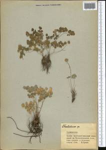 Thalictrum, Middle Asia, Pamir & Pamiro-Alai (M2) (Tajikistan)