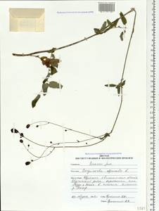 Sanguisorba officinalis L., Siberia, Russian Far East (S6) (Russia)