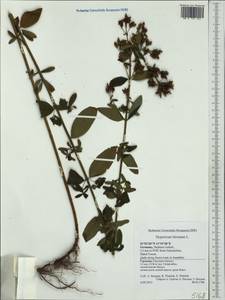 Hypericum hirsutum L., Western Europe (EUR) (Germany)