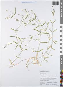 Stellaria hebecalyx Fenzl, Eastern Europe, Central forest region (E5) (Russia)