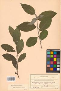 Salix abscondita Laksch., Siberia, Russian Far East (S6) (Russia)