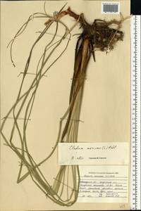 Cladium mariscus (L.) Pohl, Eastern Europe, North-Western region (E2) (Russia)