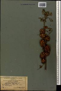 Glycyrrhiza echinata L., Caucasus, Azerbaijan (K6) (Azerbaijan)