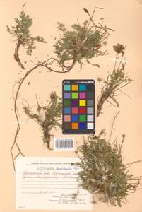 Oxytropis coerulea subsp. coerulea, Siberia, Russian Far East (S6) (Russia)