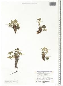 Alchemilla sericea Willd., Caucasus, Stavropol Krai, Karachay-Cherkessia & Kabardino-Balkaria (K1b) (Russia)
