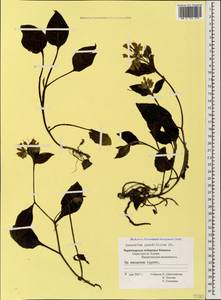 Symphytum grandiflorum DC., Caucasus, Black Sea Shore (from Novorossiysk to Adler) (K3) (Russia)