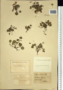 Viola rupestris F.W.Schmidt, Siberia, Baikal & Transbaikal region (S4) (Russia)