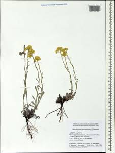 Helichrysum arenarium (L.) Moench, Eastern Europe, Lower Volga region (E9) (Russia)