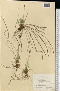 Carex montana L., Eastern Europe, Central forest-and-steppe region (E6) (Russia)