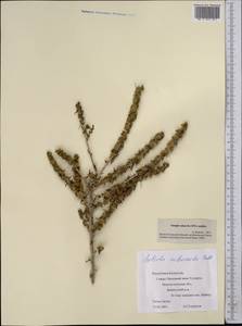 Xylosalsola arbuscula (Pall.) Tzvelev, Middle Asia, Caspian Ustyurt & Northern Aralia (M8) (Kazakhstan)