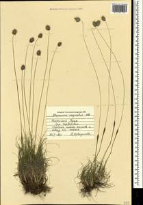 Alopecurus vaginatus (Willd.) Kunth, Crimea (KRYM) (Russia)