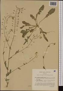 Capsella grandiflora (Fauché & Chaub.) Boiss., Western Europe (EUR) (Italy)