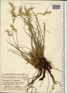 Cenchrus orientalis (Rich.) Morrone, Caucasus, Armenia (K5) (Armenia)