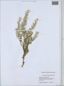 Lachnoloma lehmannii Bunge, Middle Asia, Caspian Ustyurt & Northern Aralia (M8) (Kazakhstan)