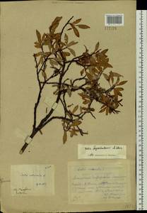 Salix saposhnikovii A.K.Skvortsov, Siberia, Altai & Sayany Mountains (S2) (Russia)