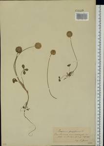 Trifolium fragiferum L., Eastern Europe, South Ukrainian region (E12) (Ukraine)