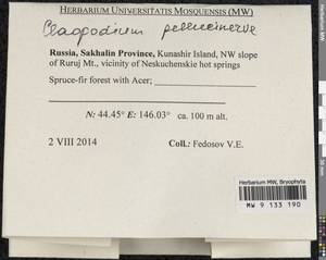 Claopodium pellucinerve (Mitt.) Best, Bryophytes, Bryophytes - Russian Far East (excl. Chukotka & Kamchatka) (B20) (Russia)