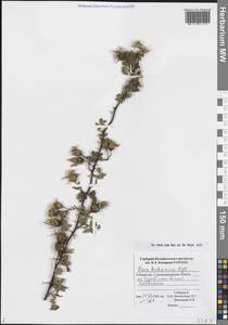 Rosa kokanica (Regel) Regel ex Juz., Middle Asia, Pamir & Pamiro-Alai (M2) (Uzbekistan)