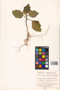 MHA 0 158 743, Solanum melongena L., Eastern Europe, Lower Volga region (E9) (Russia)