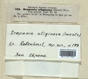 Scapania uliginosa (Lindenb.) Dumort., Bryophytes, Bryophytes - Western Europe (BEu)