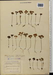 Androsace maxima L., Caucasus, Krasnodar Krai & Adygea (K1a) (Russia)