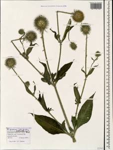 Dipsacus strigosus Willd., Caucasus, Stavropol Krai, Karachay-Cherkessia & Kabardino-Balkaria (K1b) (Russia)