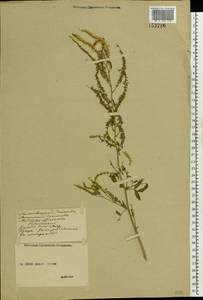 Melilotus officinalis (L.) Lam., Eastern Europe, Middle Volga region (E8) (Russia)