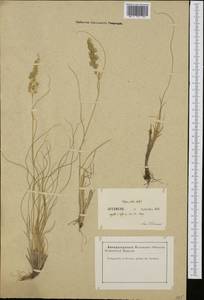 Bellardiochloa variegata (Lam.) Kerguélen, Western Europe (EUR) (France)