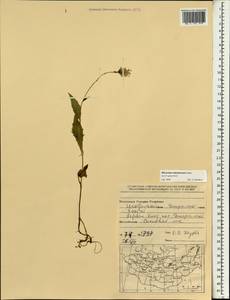 Hieracium subramosum Lönnr., Mongolia (MONG) (Mongolia)