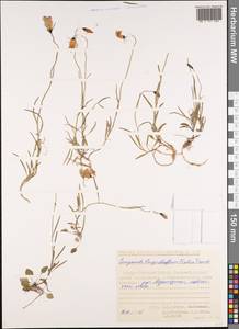 Campanula rotundifolia L., Siberia, Yakutia (S5) (Russia)