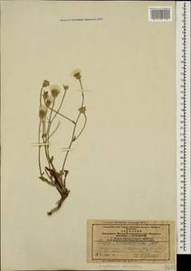 Crepis foetida subsp. rhoeadifolia (M. Bieb.) Celak., Caucasus, Azerbaijan (K6) (Azerbaijan)