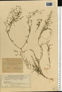 Thesium ramosum Hayne, Eastern Europe, Central region (E4) (Russia)