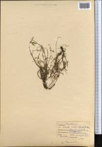 Cuscuta pellucida Butkov, Middle Asia, Pamir & Pamiro-Alai (M2) (Tajikistan)