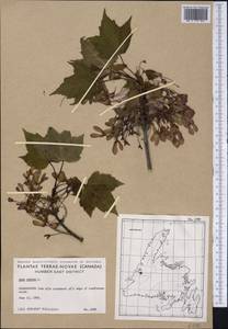 Acer rubrum L., America (AMER) (Canada)