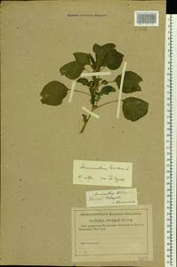 Amaranthus blitum L., Eastern Europe, Volga-Kama region (E7) (Russia)
