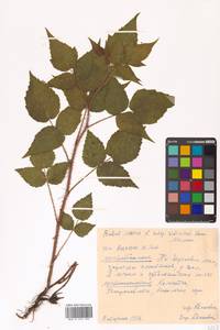 Rubus idaeus subsp. idaeus, Siberia, Chukotka & Kamchatka (S7) (Russia)