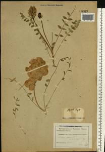 Astragalus physodes L., Eastern Europe, Lower Volga region (E9) (Russia)
