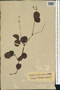 Rhynchosia hirsuta Eckl. & Zeyh., Africa (AFR) (South Africa)