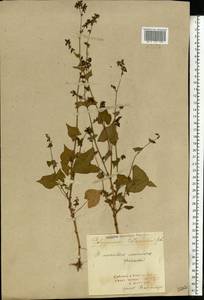 Fagopyrum tataricum (L.) Gaertn., Eastern Europe, North Ukrainian region (E11) (Ukraine)