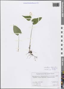 Maianthemum bifolium (L.) F.W.Schmidt, Eastern Europe, Central forest region (E5) (Russia)