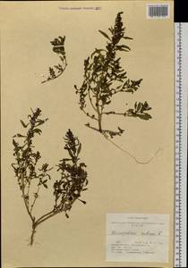 Oxybasis rubra (L.) S. Fuentes, Uotila & Borsch, Siberia, Altai & Sayany Mountains (S2) (Russia)