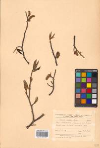 Carpinus cordata Blume, Siberia, Russian Far East (S6) (Russia)