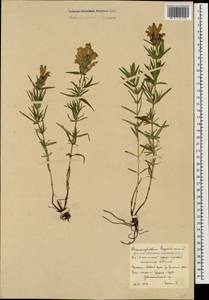 Dracocephalum ruyschiana L., Caucasus, South Ossetia (K4b) (South Ossetia)