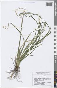 Carex sylvatica Huds., Eastern Europe, Middle Volga region (E8) (Russia)