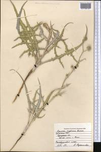 Cousinia sogdiana Bornm., Middle Asia, Syr-Darian deserts & Kyzylkum (M7) (Uzbekistan)