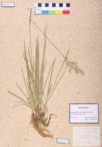 Poa pratensis L., Siberia, Altai & Sayany Mountains (S2) (Russia)