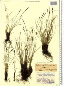 Carex capillifolia (Decne.) S.R.Zhang, Caucasus, North Ossetia, Ingushetia & Chechnya (K1c) (Russia)